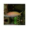 BPK Farm LIVE STOCK Carberry Anthias