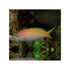 files/bpk-farm-live-stock-carberry-anthias-40656107962598.jpg