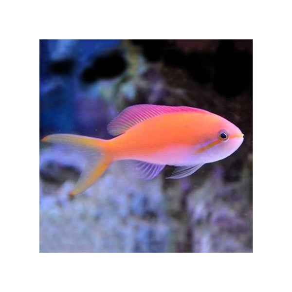 BPK Farm LIVE STOCK Carberry Anthias