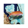 BPK Farm LIVE STOCK Carberry Anthias