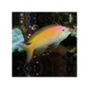 BPK Farm LIVE STOCK Carberry Anthias