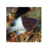 BPK Farm LIVE STOCK Chromis Half Half