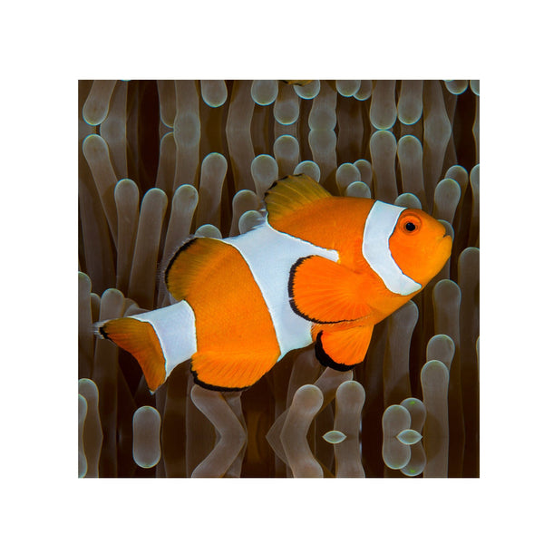 BPK Farm LIVE STOCK Clownfish Clown Fish ( Amphiprion Ocellaris )