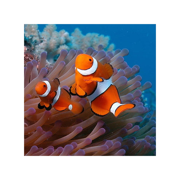 BPK Farm LIVE STOCK Clownfish Clown Fish ( Amphiprion Ocellaris )