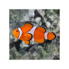 BPK Farm LIVE STOCK Clownfish Clown Fish ( Amphiprion Ocellaris )