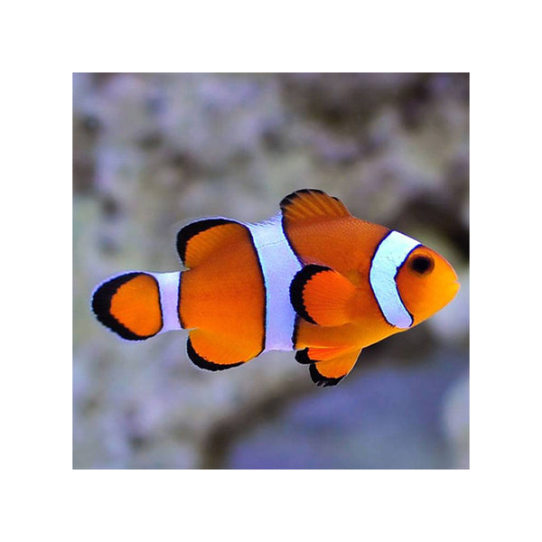 BPK Farm LIVE STOCK Clownfish Clown Fish ( Amphiprion Ocellaris )