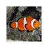 BPK Farm LIVE STOCK Clownfish Clown Fish ( Amphiprion Ocellaris )