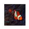 BPK Farm LIVE STOCK Clownfish Clown Fish ( Amphiprion Ocellaris )