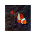 files/bpk-farm-live-stock-clownfish-clown-fish-amphiprion-ocellaris-40739664888038.jpg