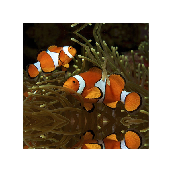 BPK Farm LIVE STOCK Clownfish Clown Fish ( Amphiprion Ocellaris )