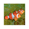 BPK Farm LIVE STOCK Clownfish Clown Fish ( Amphiprion Ocellaris )