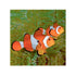 files/bpk-farm-live-stock-clownfish-clown-fish-amphiprion-ocellaris-40739665314022.jpg