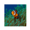 BPK Farm LIVE STOCK Clownfish Clown Fish ( Amphiprion Ocellaris )