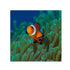 files/bpk-farm-live-stock-clownfish-clown-fish-amphiprion-ocellaris-40739665346790.jpg