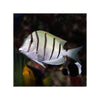 BPK Farm LIVE STOCK Convict Tang