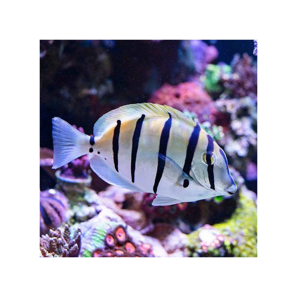 BPK Farm LIVE STOCK Convict Tang