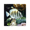 BPK Farm LIVE STOCK Convict Tang