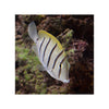 BPK Farm LIVE STOCK Convict Tang