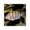 BPK Farm LIVE STOCK Convict Tang