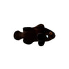 BPK Farm LIVE STOCK Domino Clownfish