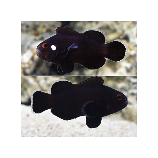 BPK Farm LIVE STOCK Domino Clownfish