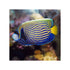 files/bpk-farm-live-stock-emperor-angelfish-40656577298662.jpg