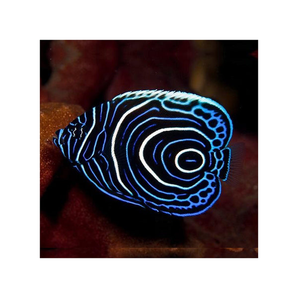 BPK Farm LIVE STOCK Emperor Angelfish