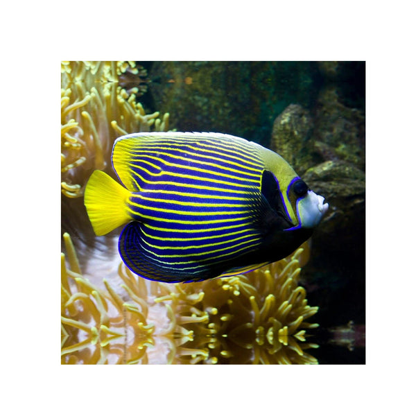 BPK Farm LIVE STOCK Emperor Angelfish