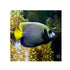 files/bpk-farm-live-stock-emperor-angelfish-40656577364198.jpg