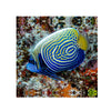 BPK Farm LIVE STOCK Emperor Angelfish