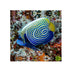 files/bpk-farm-live-stock-emperor-angelfish-40656577396966.jpg