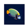 BPK Farm LIVE STOCK Emperor Angelfish