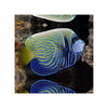 BPK Farm LIVE STOCK Emperor Angelfish