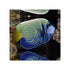 files/bpk-farm-live-stock-emperor-angelfish-40656577659110.jpg