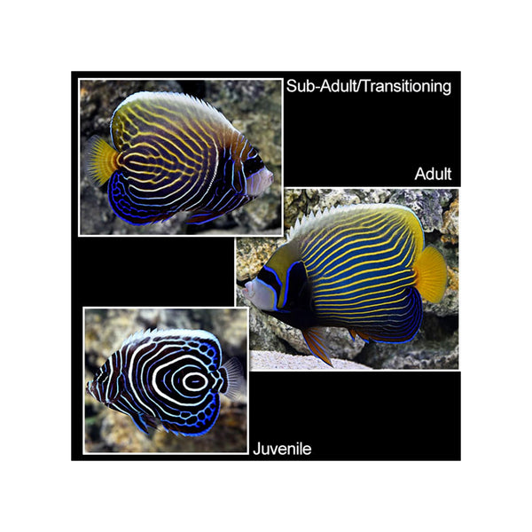 BPK Farm LIVE STOCK Emperor Angelfish -  (Pomacanthus imperator)