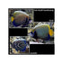 files/bpk-farm-live-stock-emperor-angelfish-pomacanthus-imperator-40656644014310.jpg