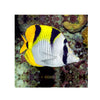 BPK Farm LIVE STOCK Falcula Butterflyfish -  (Chaetodon falcula)