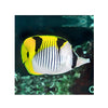 BPK Farm LIVE STOCK Falcula Butterflyfish -  (Chaetodon falcula)