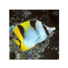 BPK Farm LIVE STOCK Falcula Butterflyfish -  (Chaetodon falcula)