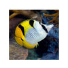 BPK Farm LIVE STOCK Falcula Butterflyfish -  (Chaetodon falcula)