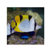 BPK Farm LIVE STOCK Falcula Butterflyfish -  (Chaetodon falcula)