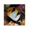 BPK Farm LIVE STOCK Falcula Butterflyfish -  (Chaetodon falcula)