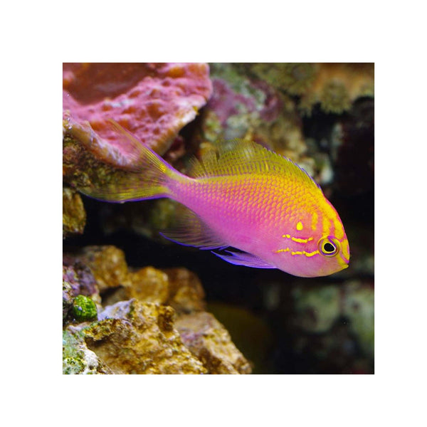 BPK Farm LIVE STOCK Fathead Sunburst Anthias - (Serranocirrhitus latus)