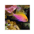 files/bpk-farm-live-stock-fathead-sunburst-anthias-serranocirrhitus-latus-40484977475814.jpg