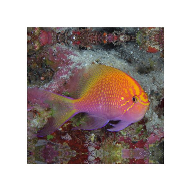 BPK Farm LIVE STOCK Fathead Sunburst Anthias - (Serranocirrhitus latus)