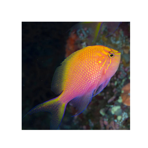 BPK Farm LIVE STOCK Fathead Sunburst Anthias - (Serranocirrhitus latus)