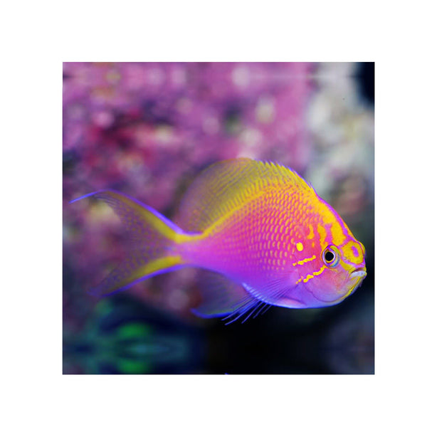 BPK Farm LIVE STOCK Fathead Sunburst Anthias - (Serranocirrhitus latus)