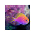 files/bpk-farm-live-stock-fathead-sunburst-anthias-serranocirrhitus-latus-40484977639654.jpg