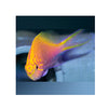 BPK Farm LIVE STOCK Fathead Sunburst Anthias - (Serranocirrhitus latus)