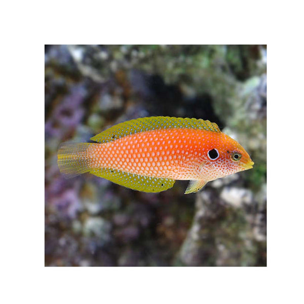 BPK Farm LIVE STOCK Female Moyer's Leopard Wrasse -